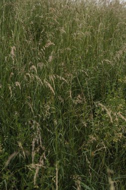 Yeşil çim tarlasına yakın. Soyut yaz doğa arka planı