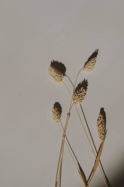 Dried fluffy rabbit tail grass with sunlight shadows on warm white background