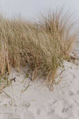 White sand beach with dry beige grass stems