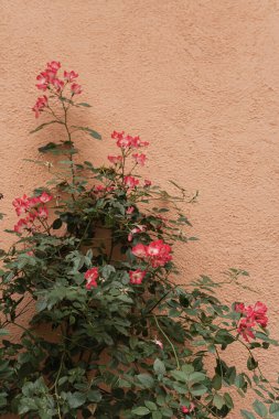 Zarif estetik kırmızı çiçekler ve nötr mercan zemininde kopya alanı olan yapraklar