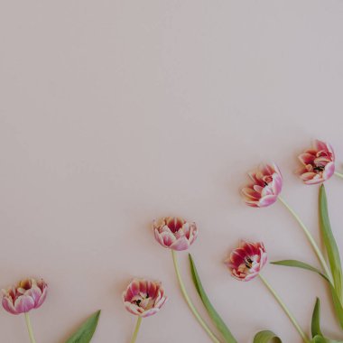 Pastel pembe arka planda lale çiçekleri ve fotokopi alanı. Düz yatış, üst görünüm