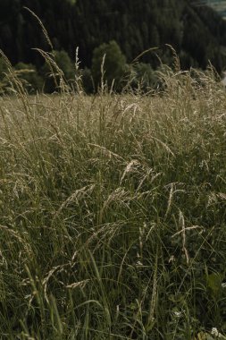Yeşil çim tarlasına yakın. Soyut yaz doğa arka planı