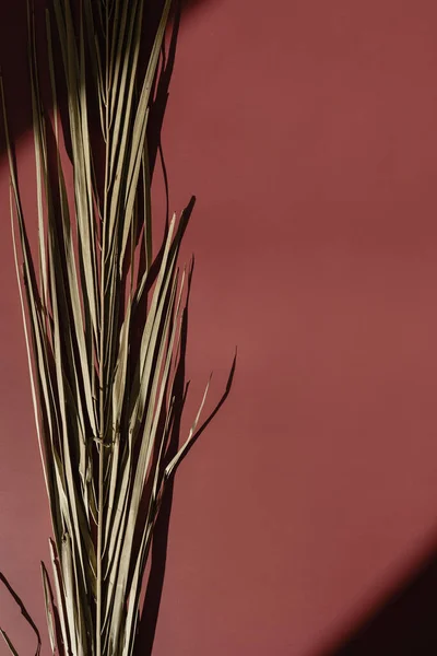 Elegante Esthetisch Gedroogde Palmblad Met Zonlicht Schaduwen Warme Karmozijnrode Achtergrond — Stockfoto