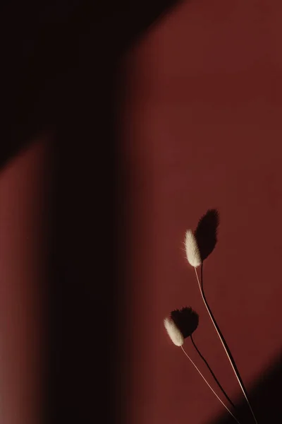 Herbe Queue Lapin Séchée Tiges Sur Fond Couleur Rouge Avec — Photo