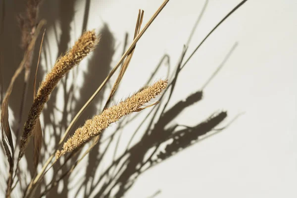 Aesthetic Dried Beige Pampas Grass Reeds Beautiful Minimal Background Neutral —  Fotos de Stock