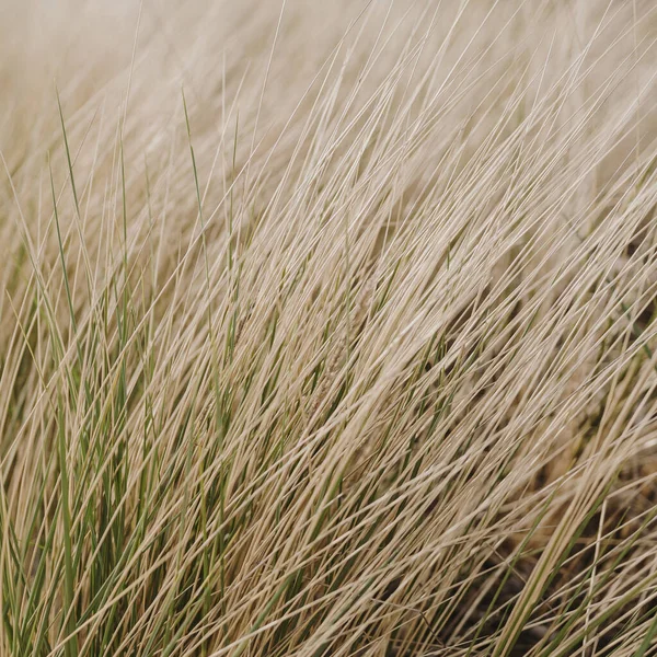 Deniz kenarındaki kuru sarı çimenler. Kurumuş otlarla manzara arkaplanı