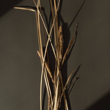 Elegant gentle dried grass stems bouquet with sunlight shadow reflections on dark background