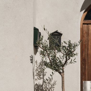 Tarafsız bej duvarda, güneş ışığı gölgesinde saksıda zeytin ağacı