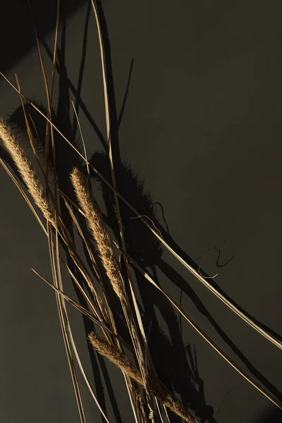 Aesthetic Dried Grass Stems Sunlight Shadows Dark Grey Background Minimalist — Stock Photo, Image