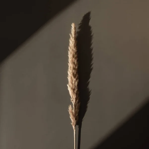 Flatlay Dry Pampas Grass Stem Dark Grey Background Soft Blurred — Stock Photo, Image