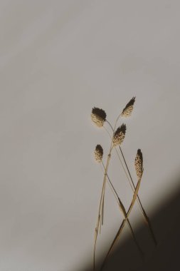 Beautiful fluffy dried rabbit tail grass on neutral white background with deep blurred sunlight shadows. Aesthetic minimal floral composition