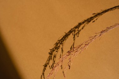 Fotokopi alanı olan turuncu arka planda kurumuş ot sapları. Sıcak güneş ışığı gölgesi silueti yansıtır. Minimalist basitlik düzlüğü. Estetik üst görünüm çiçek bileşimi