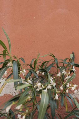 Tarafsız kırmızı arkaplanda yeşil yapraklı Bush