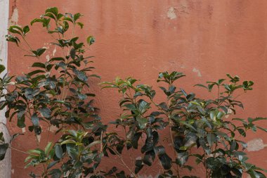 Kırmızı arkaplanda yeşil yapraklar var. Estetik asgari doğa kavramı