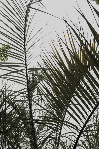 Hojas Palma Exóticas Tropicales Sobre Fondo Blanco Estética Composición Floral — Foto de Stock