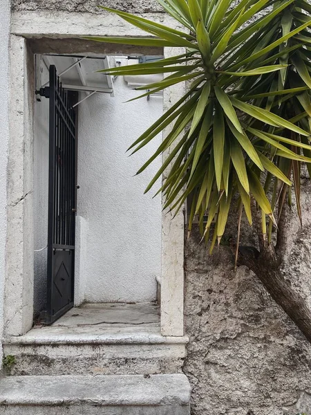 Antikes Gebäude Mit Tür Veranda Und Tropischer Palme — Stockfoto