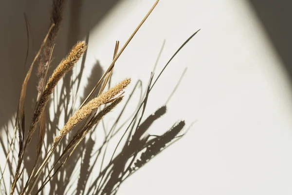 Buket Rumput Pampas Kering Dengan Bayangan Dinding Siluet Dalam Cahaya — Stok Foto