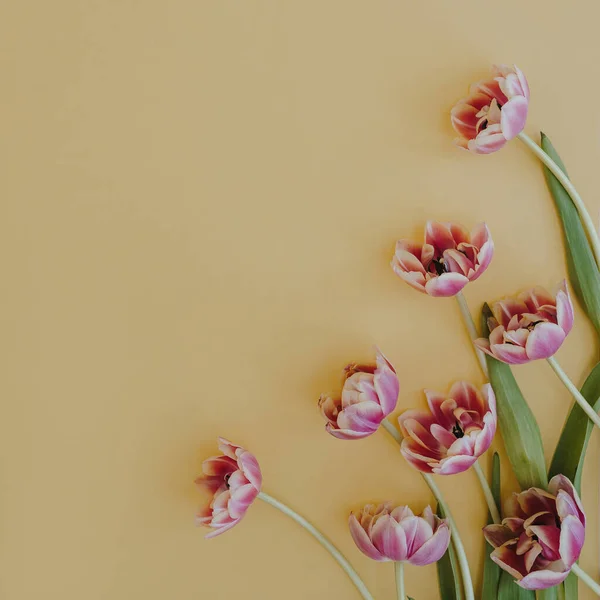 Tulpan Blommor Pastellgul Bakgrund Med Kopieringsutrymme Platt Ligg Ovanifrån — Stockfoto