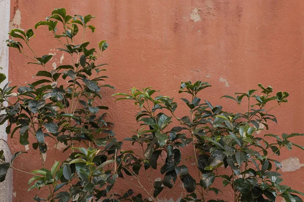 Cespuglio Foglie Verdi Sfondo Rosso Pastello Concetto Estetico Natura Minima — Foto Stock