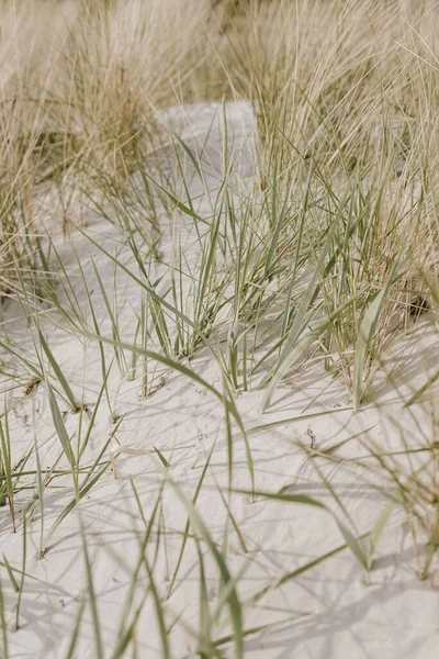 Сушена Трава Випливає Пляжі Білим Піском Нейтральні Бежеві Кольори Природа — стокове фото