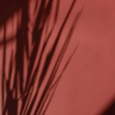 Tropical palm leaf sunlight shadow on crimson wall. Aesthetic floral blurred shadow silhouette reflection on neutral red background