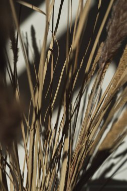 Elegant gentle dried grass bouquet with sunlight shadow reflections on the wall
