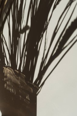 Çimen, güneş ışığının gölgesini duvarda takip eder. Tarafsız bej arka planda estetik çiçekli bulanık siluet yansıması