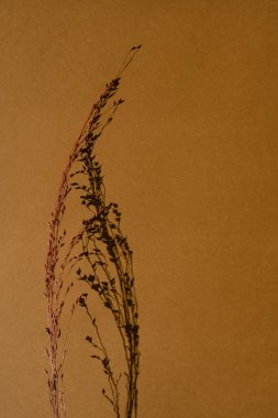 Turuncu arka planda kuru çimen düzlüğü. Estetik bohem görünümü çok az, çiçekli düz kompozisyon ve fotokopi alanı. Paris titreşimleri