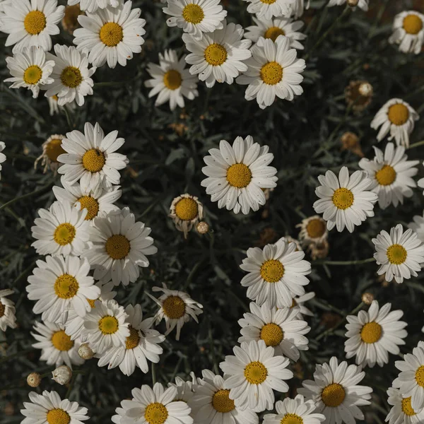 Květinová Kompozice Heřmánku Sedmikrásky Květiny Vzor Textury Pozadí Flatlay Pohled — Stock fotografie