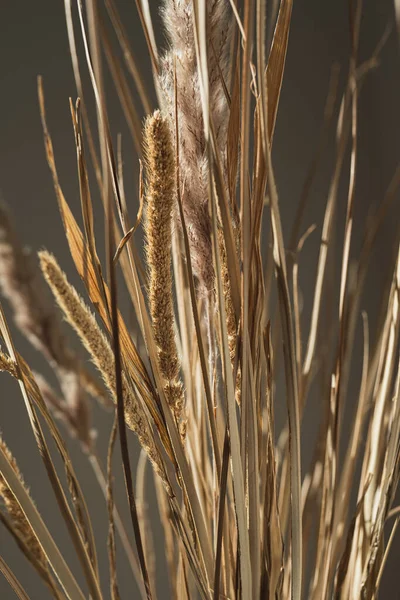 stock image Dried pampas grass bouquet in sunlight shadows on white wall