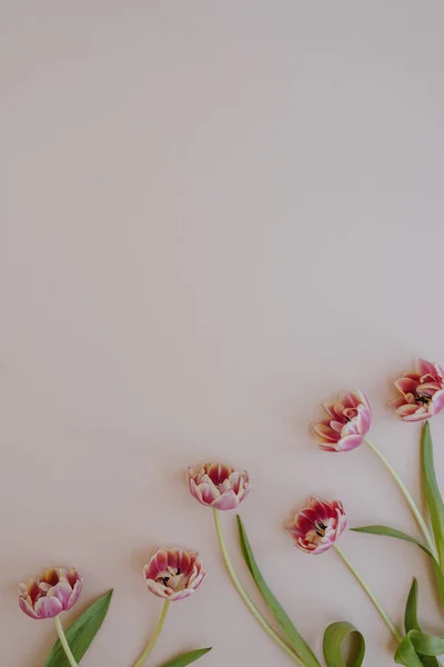 Delikat Tulpan Blommor Neutral Rosa Bakgrund Med Kopia Utrymme — Stockfoto