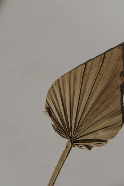 Kurumuş Fan Yaprağı Turuncu Arka Planda Güneş Işığı Gölgeleri — Stok fotoğraf