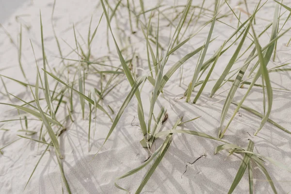 白沙滩 干枯的米黄色草茎 — 图库照片