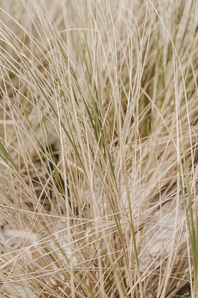Beach Grass Straw Pattern Texture — Zdjęcie stockowe