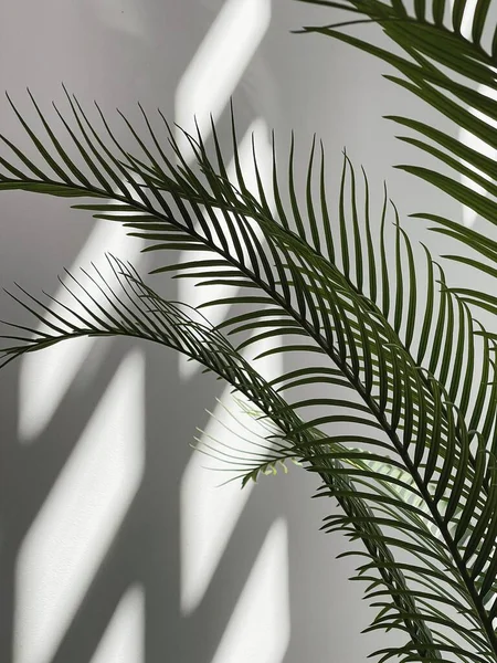 Tropical Exotic Palm Leaves Background Aesthetic Minimal Floral Composition Sunlight —  Fotos de Stock