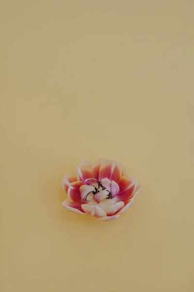 Flor Tulipa Delicada Fundo Amarelo Neutro Com Espaço Cópia — Fotografia de Stock