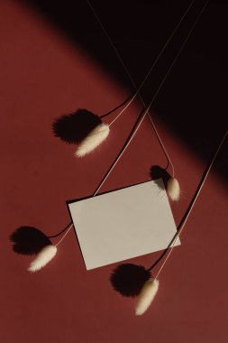 Fotokopi alanı olan boş kâğıt kağıtlar, kırmızı arka planda tüylü tavşan kuyruğu çimenleri ve güneş ışığı gölgeleri. Düz konum, üst görünüm estetik minimal ticari marka şablonu