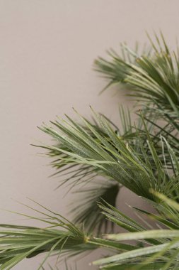 Yumuşak pastel bej arka planda tropik egzotik palmiye yaprakları. Estetik minimum çiçek bileşimi