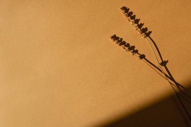 Derin nötr turuncu arka planda kurutulmuş güzel çimenler ve bulanık güneş ışığı gölgeleri. Estetik minimum çiçek bileşimi