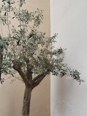 Tarafsız yumuşak pastel bej arka planda estetik zeytin ağacı yaprakları. Kopya alanı ile zarif minimalist doğa kavramı