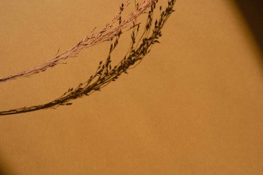 Kurumuş çimenler ve turuncu arka planda güneş ışığı gölgeleri