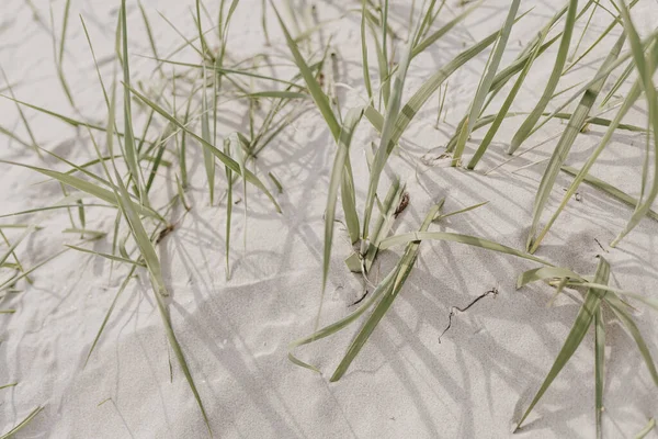 乾燥した草は白い砂でビーチに茎 中性ベージュ色自然景観 — ストック写真