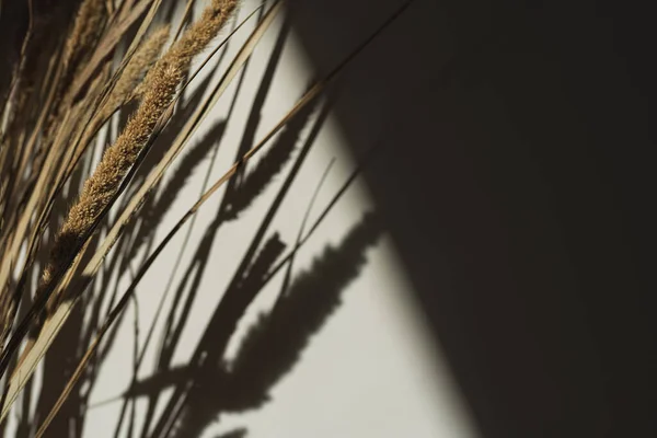 Ästhetisches Getrocknetes Beiges Pampasgras Schilf Schöne Minimale Hintergrund Mit Neutralen — Stockfoto
