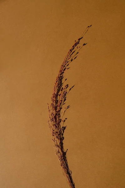 干燥的草茎在橙色背景与复制空间 简约简约平铺 美感最高的花卉构图 — 图库照片