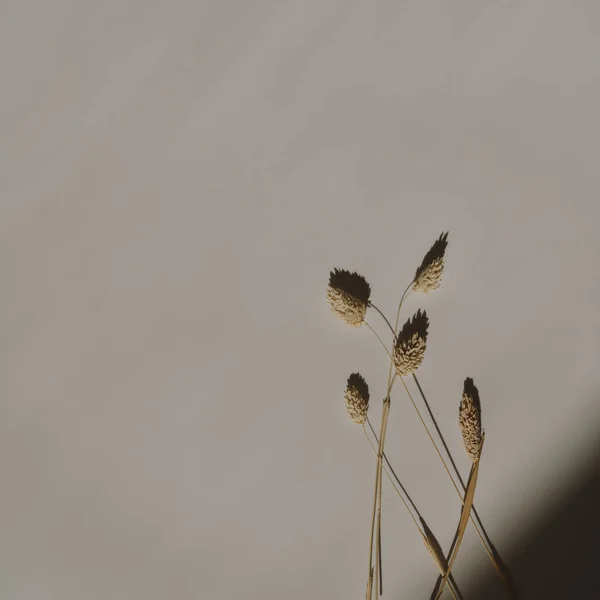 Gedroogde Konijn Staart Gras Stengels Bruin Witte Achtergrond Met Kopieerruimte — Stockfoto