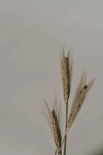 Tarwe Oren Bruin Witte Achtergrond Met Kopieerruimte Warm Zonlicht Schaduw — Stockfoto