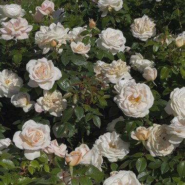 Beyaz güllerin dalları ve yaprakları. Estetik çiçek arkaplanı