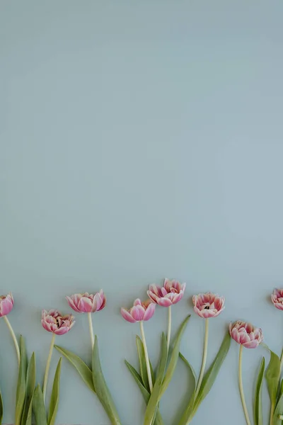 Тюльпан Цветы Пастельно Голубом Фоне Копировальным Пространством Плоский Вид Сверху — стоковое фото