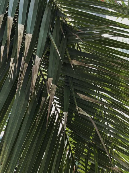 Tropical Palma Exótica Deixa Fundo Composição Floral Mínima Estética — Fotografia de Stock