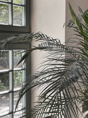 Tropik palmiye yaprağı, pencere, duvarda sıcak güneş ışığı gölgeleri. Estetik yumuşak gölge, güneş ışığında siluet. Minimum ev iç tasarım dekorasyonu